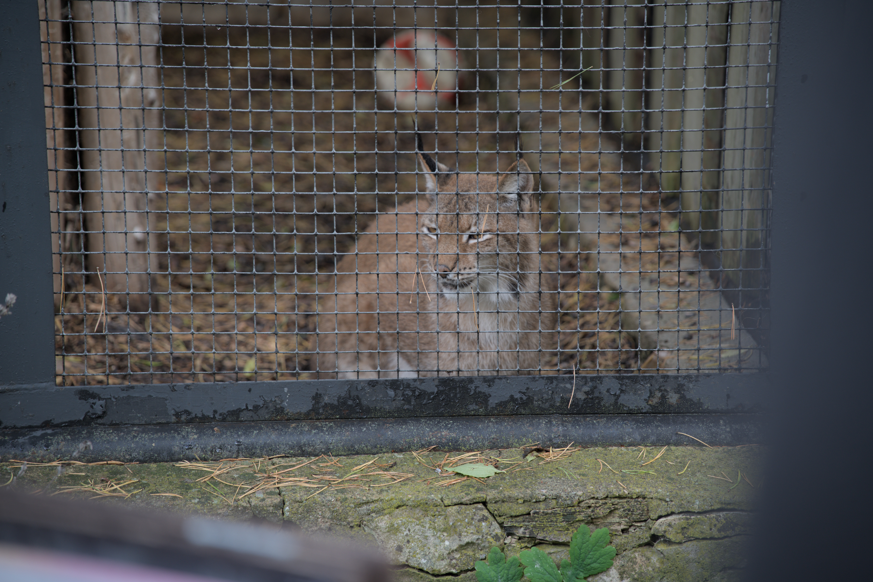 2025/10/12 - zoo/DSC_0347.jpg